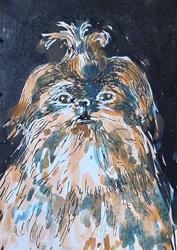 Shih tzu pup aceo atc - shih,