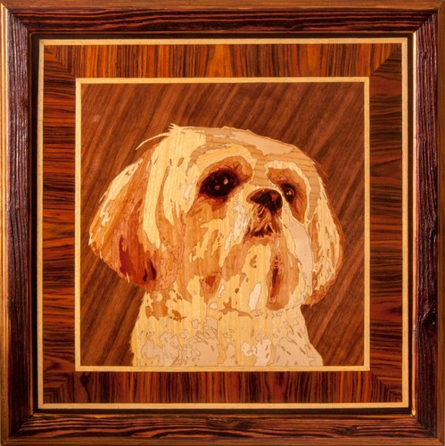 Shih tzu dog - tzu, pet