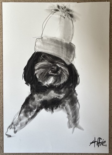Portrait shih tzu dog - shih,