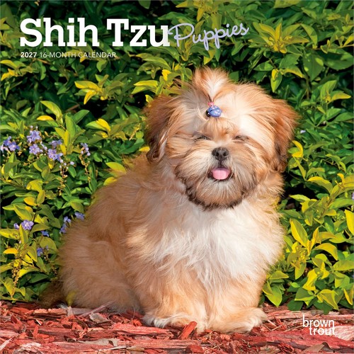 Shih tzu puppies 2027 - shih, |