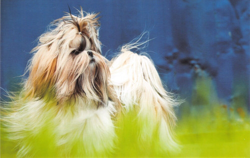 Dog postcard shih tzu - tzu, large