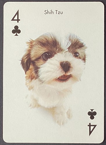 Shih tzu dog - tzu, wide
