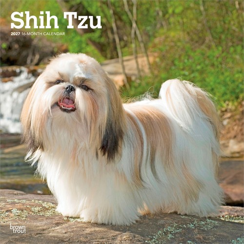 Shih tzu 2027 12x24 - shih,