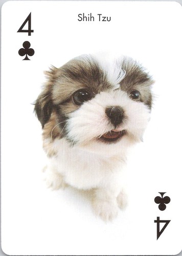 Modern shih tzu - tzu, dog
