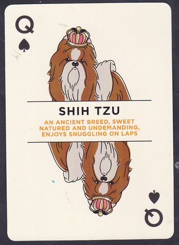 Shih tzu dog - shih,