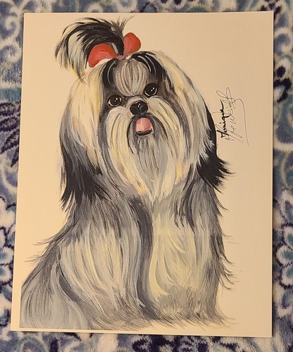 Black and white shih - "black,