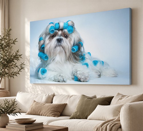 Shih tzu dog curlers canvas - dog, in