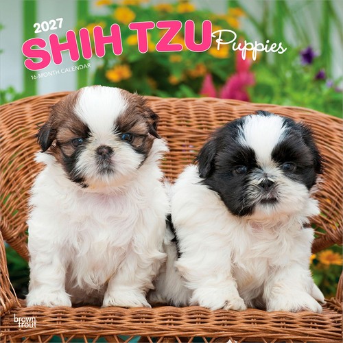 Shih tzu puppies - puppies, |